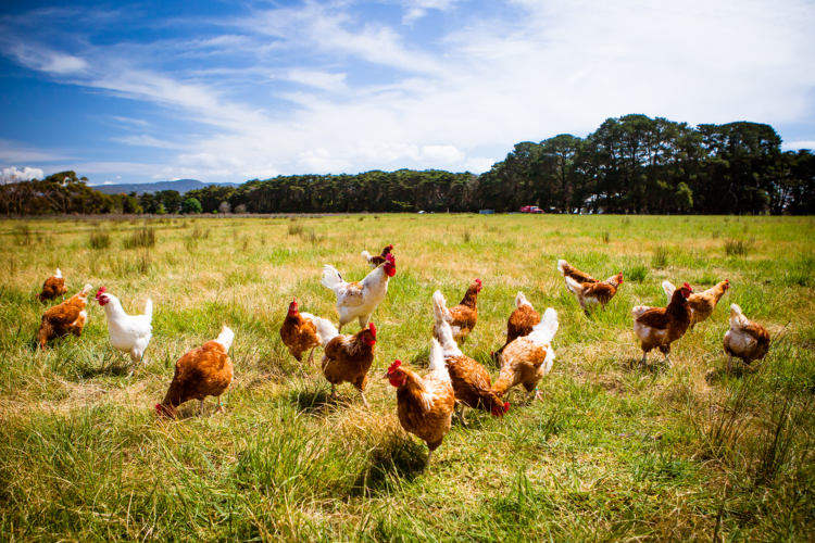 Forrest Pritchard on Beginning Chicken Farming